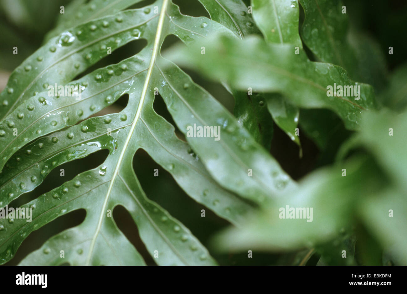 Knguru-Farn (Microsorum Vieillardii), Betail ein Wedel Stockfotografie -  Alamy