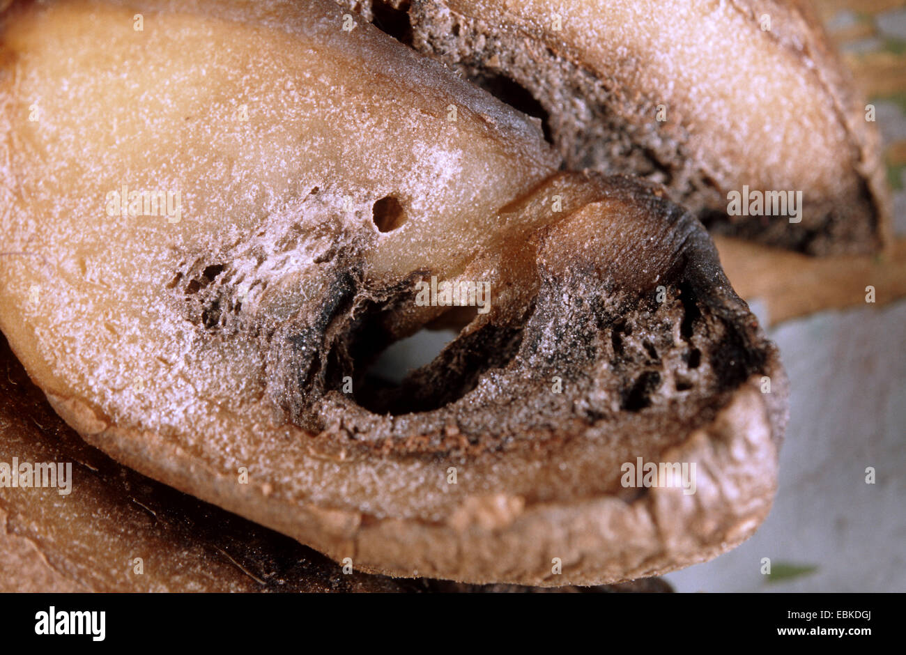 Kartoffel (Solanum Tuberosum), Potatio mit fusarium Stockfoto