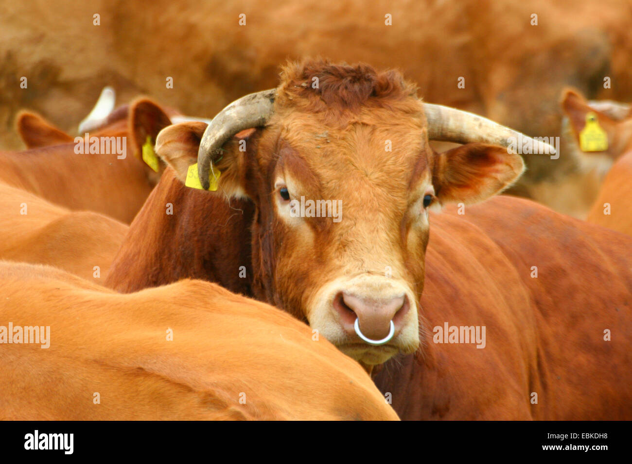 Limousin-Rinder, Hausrind (Bos Primigenius F. Taurus), Herde Stockfoto
