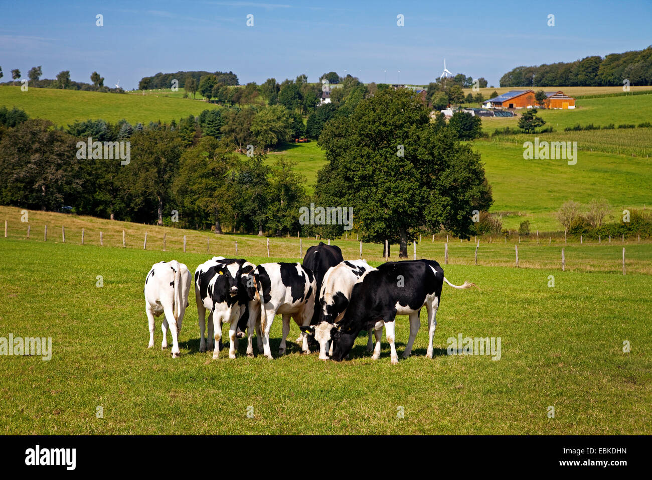 Hausrind (Bos Primigenius F. Taurus), Holstein Kühe auf einer Weide, Halver, Sauerland, Nordrhein-Westfalen, Deutschland Stockfoto