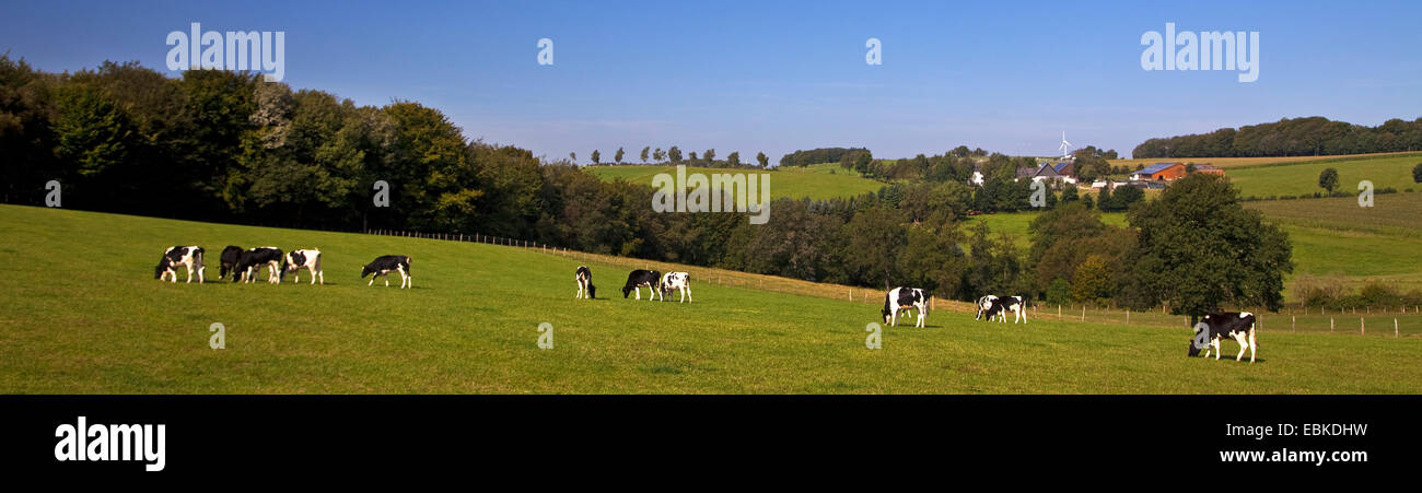 Hausrind (Bos Primigenius F. Taurus), Holstein Kühe auf einer Weide, Halver, Sauerland, Nordrhein-Westfalen, Deutschland Stockfoto