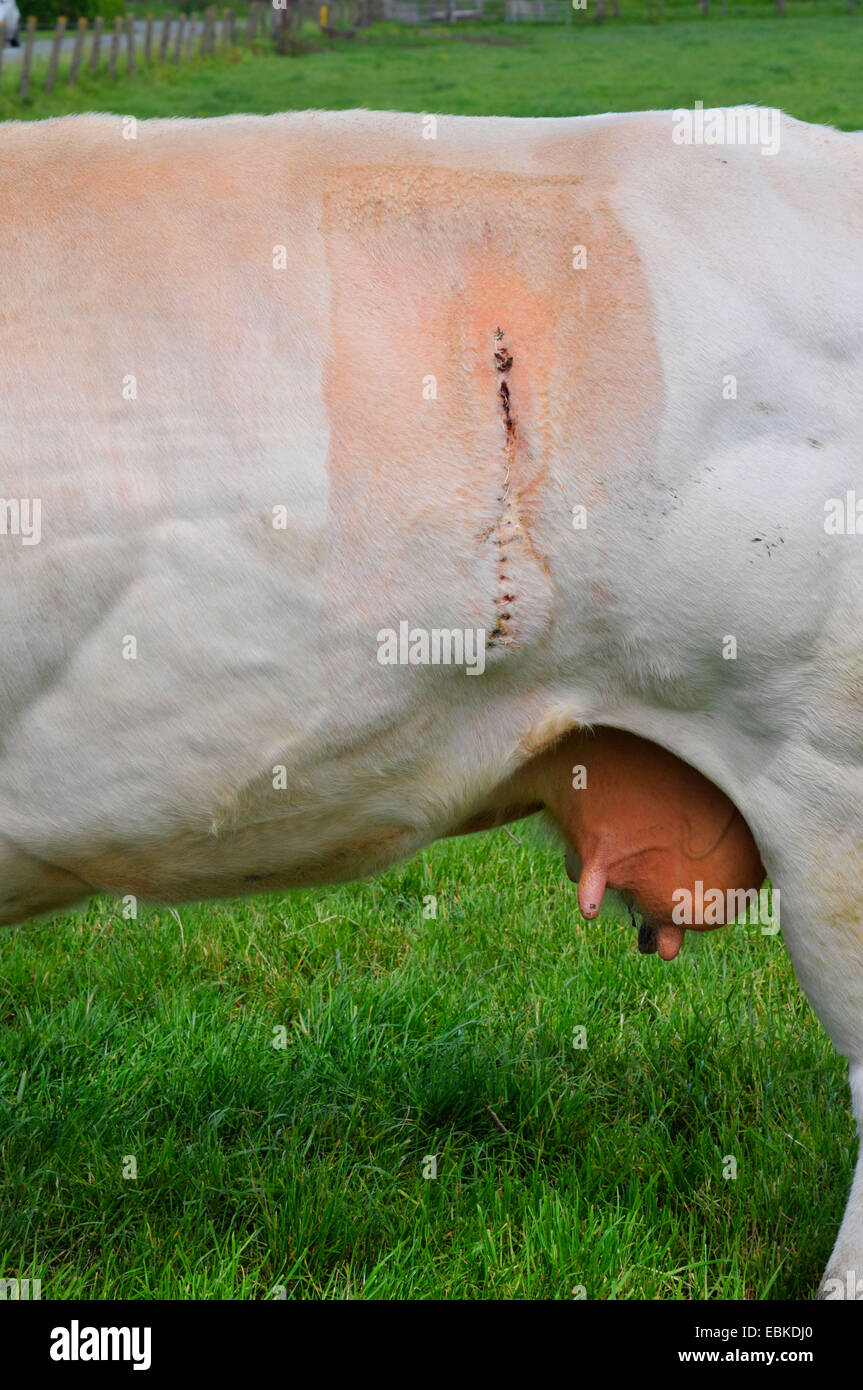 Belgian Blue (Bos Primigenius F. Taurus), Kaiserschnitt Naht an der Flanke eine Kuh, Belgien, West-Flandern Stockfoto Belgian Blue (Bos Primigenius F. Taurus), Kaiserschnitt Naht an der Flanke eine Kuh, Belgien, West-Flandern Stockfoto