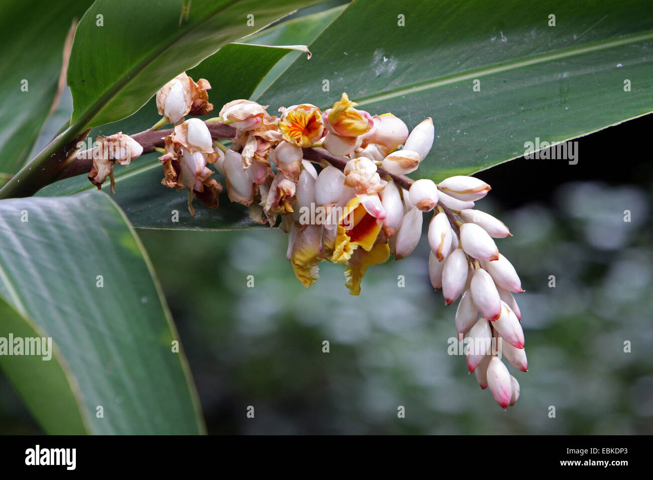 Shell-Ingwer, leichte Galgant, Rosa Porzellan Lilie, Shell Blume, bunte Ingwer, Schmetterling Ingwer (Alpinia Zerumbet), Blütenstand Stockfoto