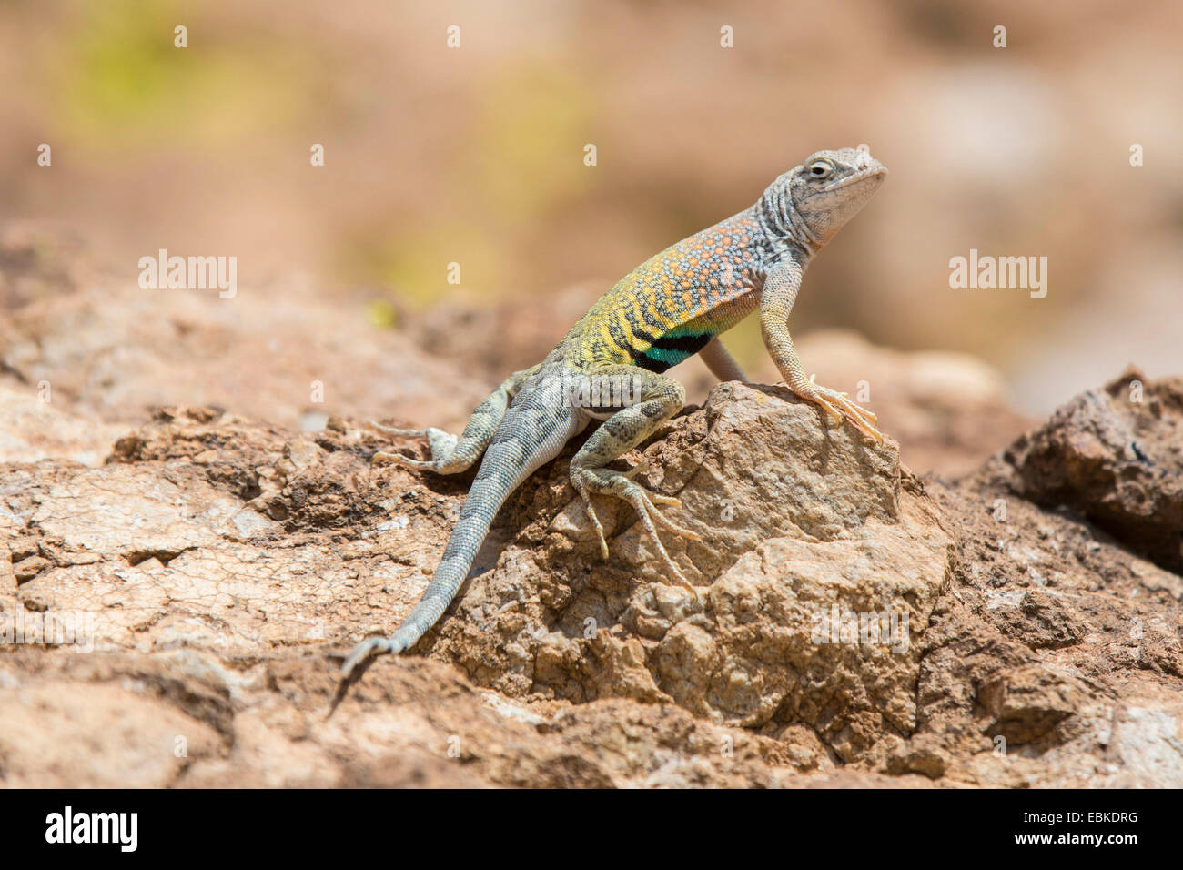 größere earless Lizard (Cophosaurus Texanus), sitzen auf trockenem Boden Boden, USA, Arizona, Sonora Wueste, Phoenix Stockfoto