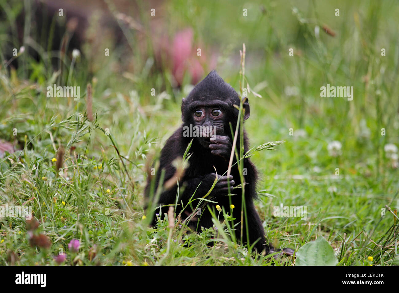 Celebes Ape, Celebes schwarze Affen (Macaca Nigra), Jungtier, sitzen auf dem Rasen Stockfoto