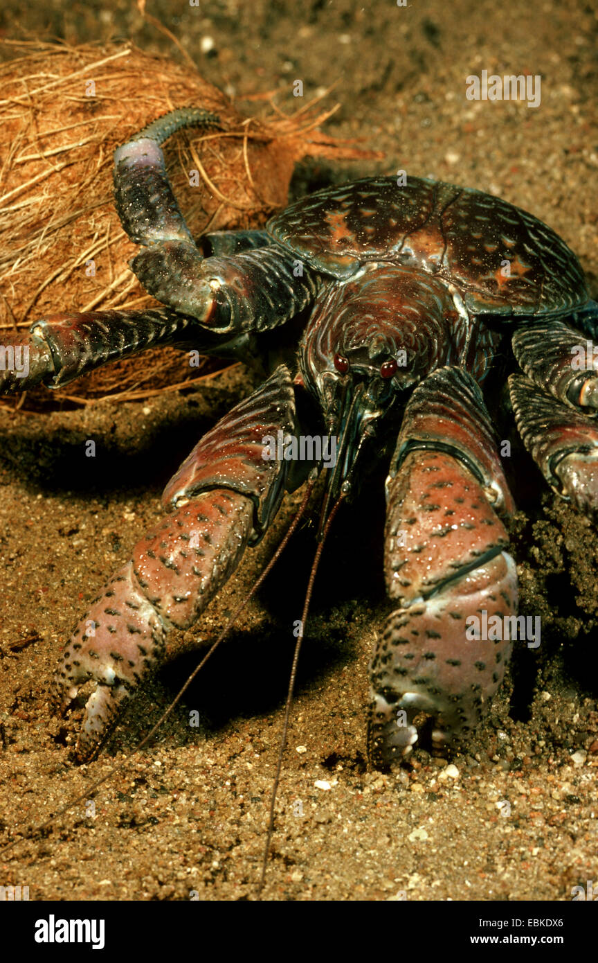 Coconut Crab, Robber Crab, Palm Krabbe, Baum-Krabbe, Geldbörse Krabben (Birgus Latro), mit Kokos Stockfoto