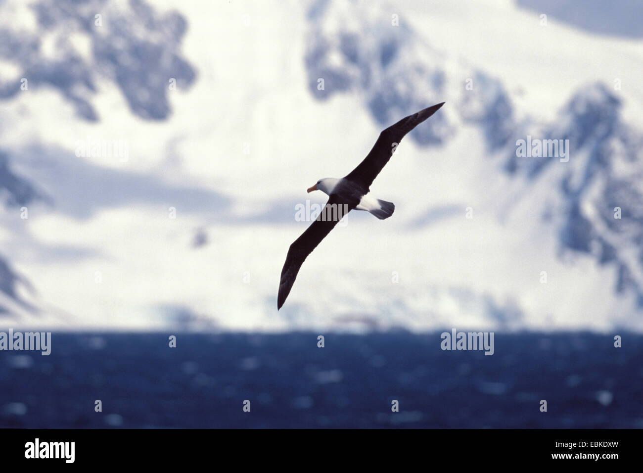 Albatros thalassarche melanophrys Fotos und Bildmaterial in hoher