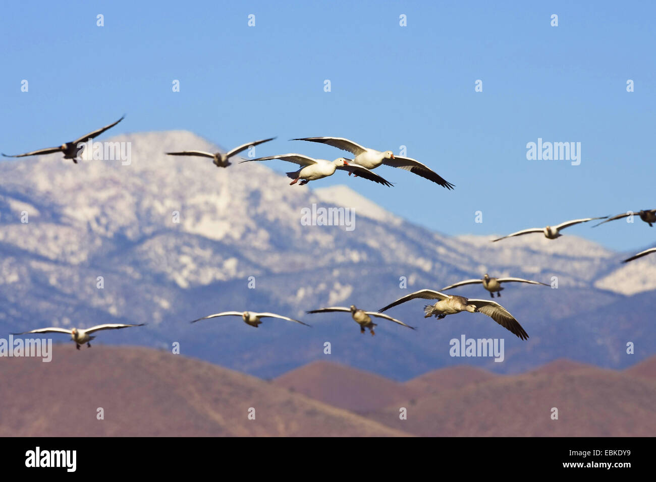 Snow Goose (Anser Caerulescens Atlanticus, Chen Caerulescens Atlanticus), Schneegänse Migration über Berge, USA, New Mexiko, Bosque del Apache Wildlife Refuge Stockfoto