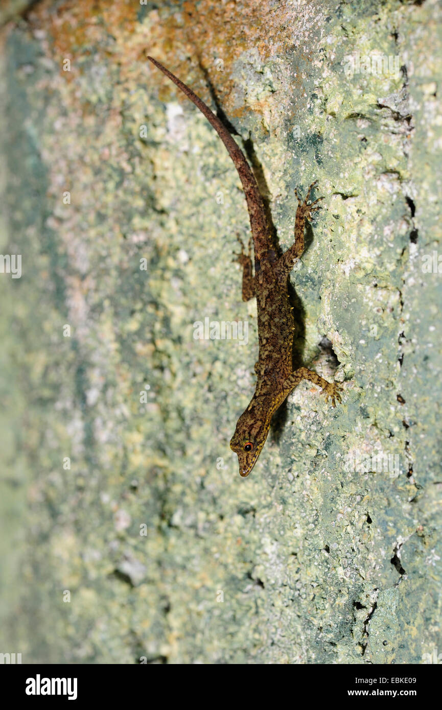 tropischen Geckoarten (Cnemaspis spec.), sitzt auf dem Kopf stehend auf lichened Felsen, Sri Lanka, Sinharaja Forest National Park Stockfoto