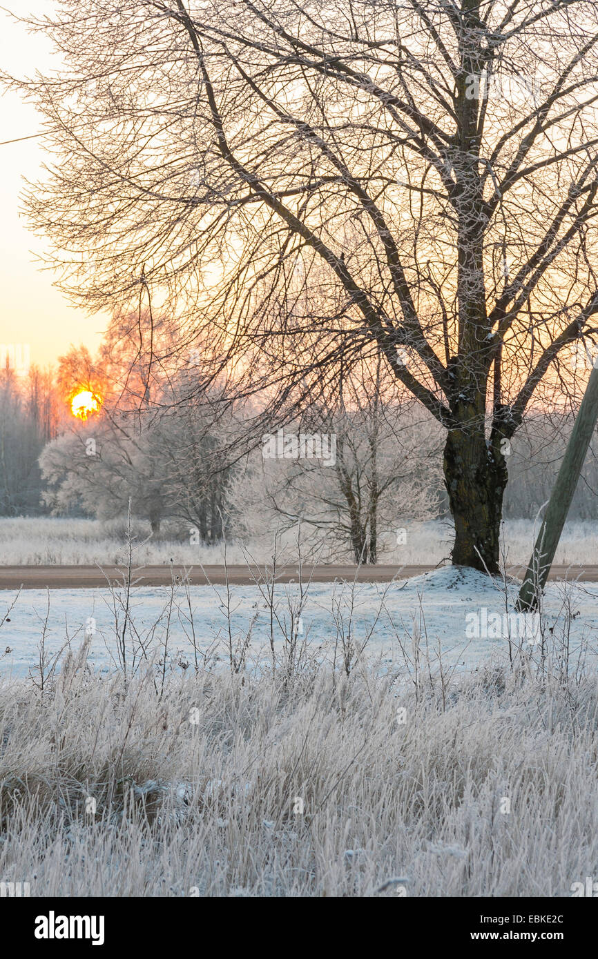 Winter-Sonnenuntergang mit Frost und Schnee Stockfoto