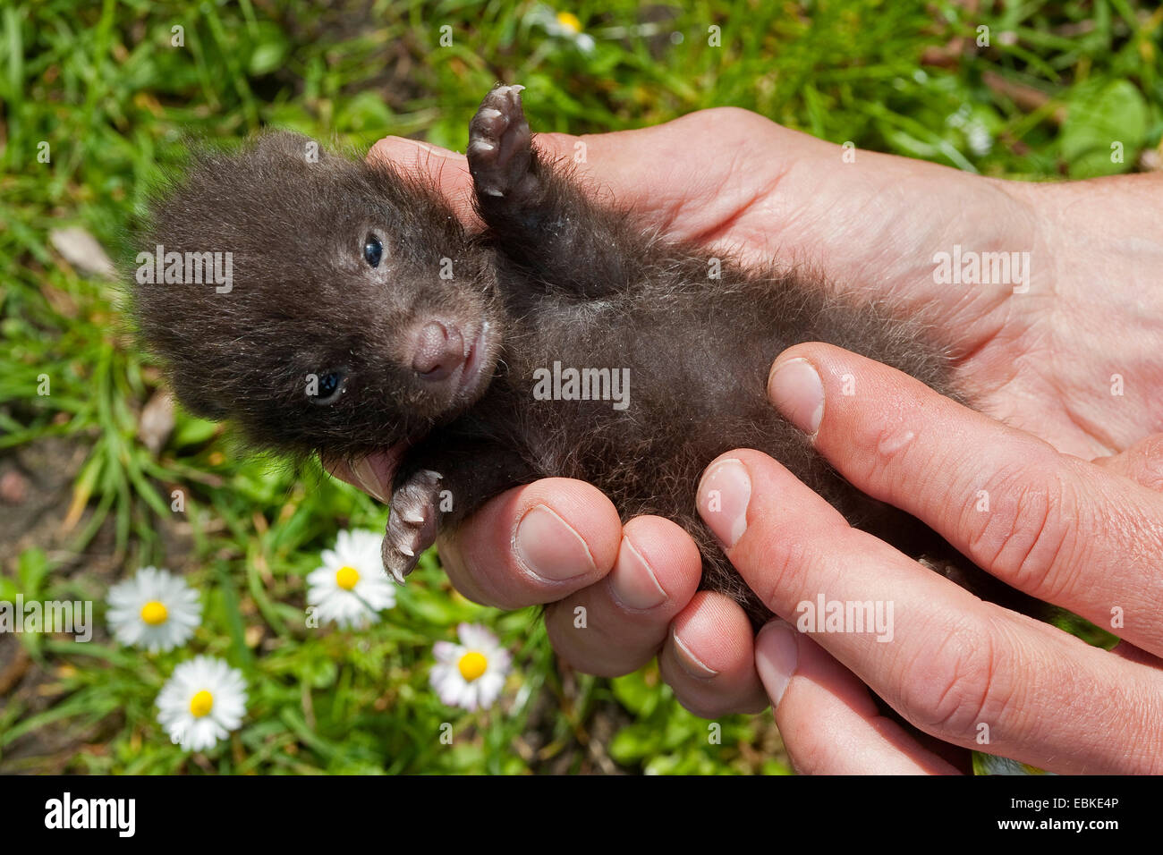 Marderhund (Nyctereutes Procyonoides), Erziehung von Hand verwaiste Welpen immer massieren den Bauch zur Förderung der Verdauung, Deutschland Stockfoto