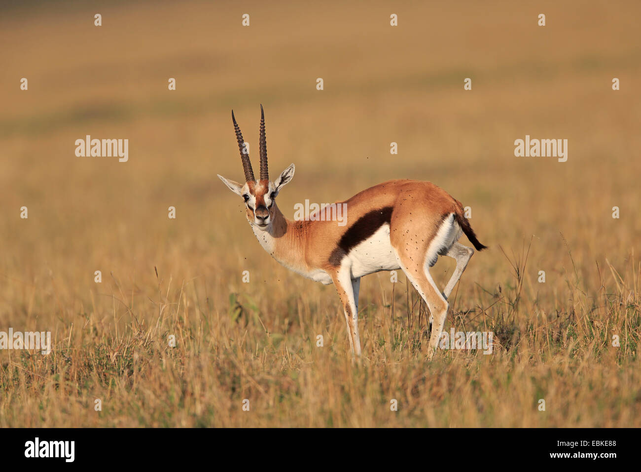 Männliche Thomson es Gazelle auf die Masai Mara in Kenia Stockfoto