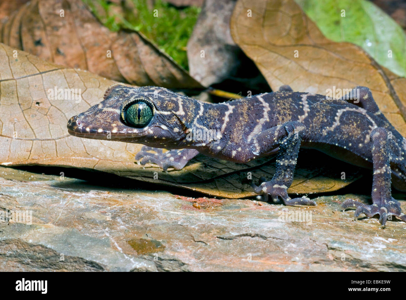 Peters Bogen-fingriger Gecko, gebändert Wald Gecko (Cyrtodactylus Consobrinus), portrait Stockfoto
