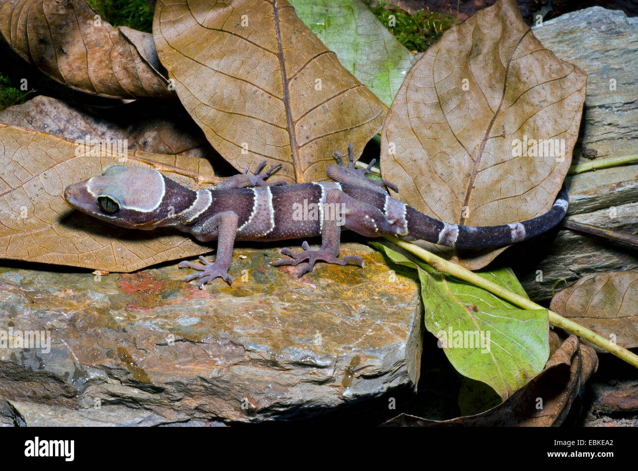 Malaiische Wald Gecko (Cyrtodactylus Pulchellus), auf einem Stein Stockfoto