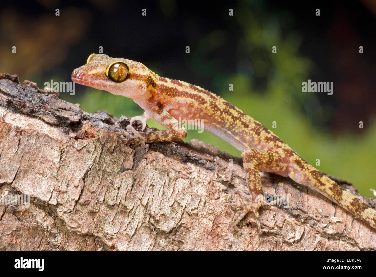 Vier-gestreiften Wald Gecko, marmorierte Wald Gecko (Cyrtodactylus Quadrivirgatus), auf einem Ast Stockfoto