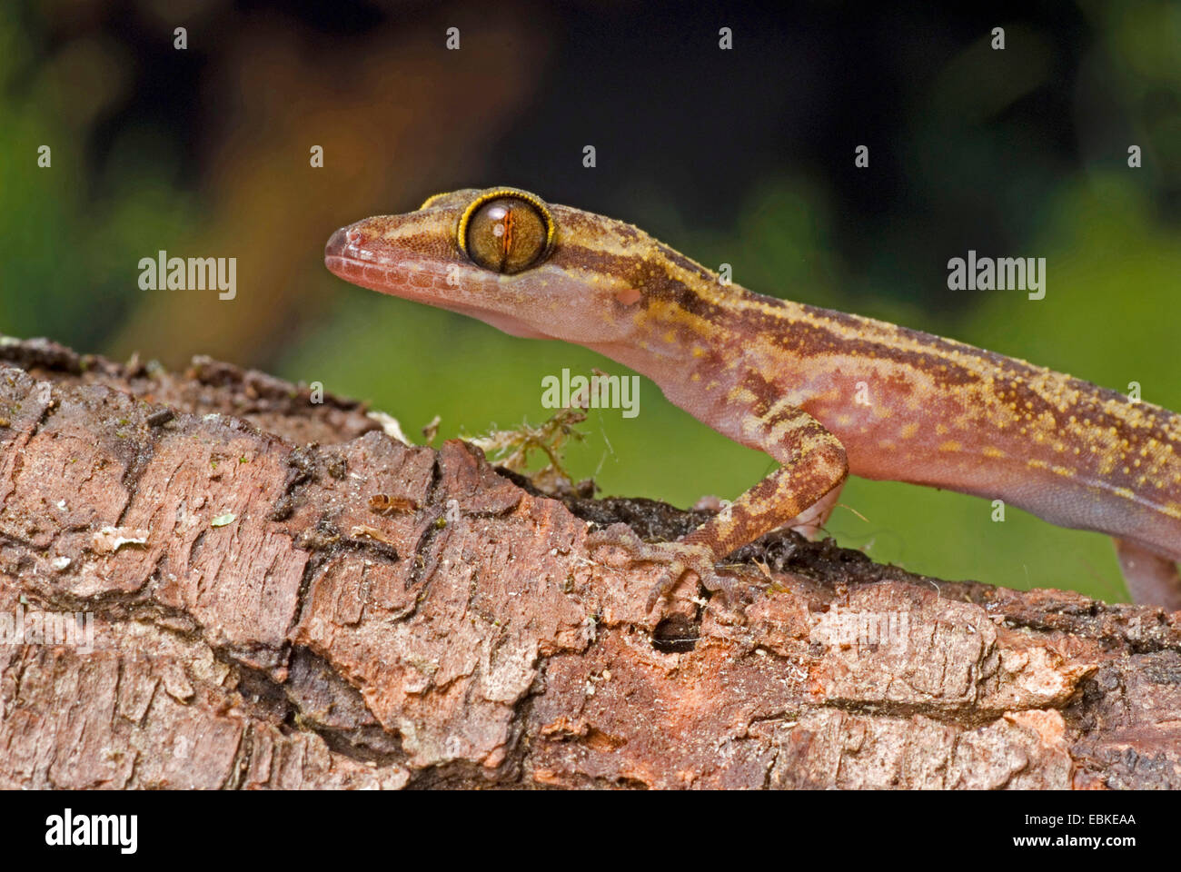 Vier-gestreiften Wald Gecko, marmorierte Wald Gecko (Cyrtodactylus Quadrivirgatus), portrait Stockfoto