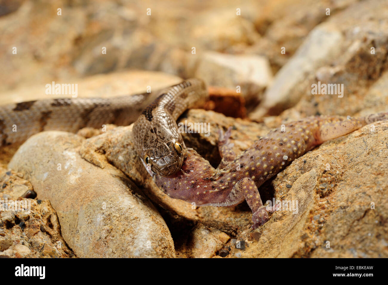 Katze-Snake, europäische Katze Schlange (Telescopus Goldhahnenfuß), Fütterung auf ein Gecko, Griechenland, Peloponnes Stockfoto