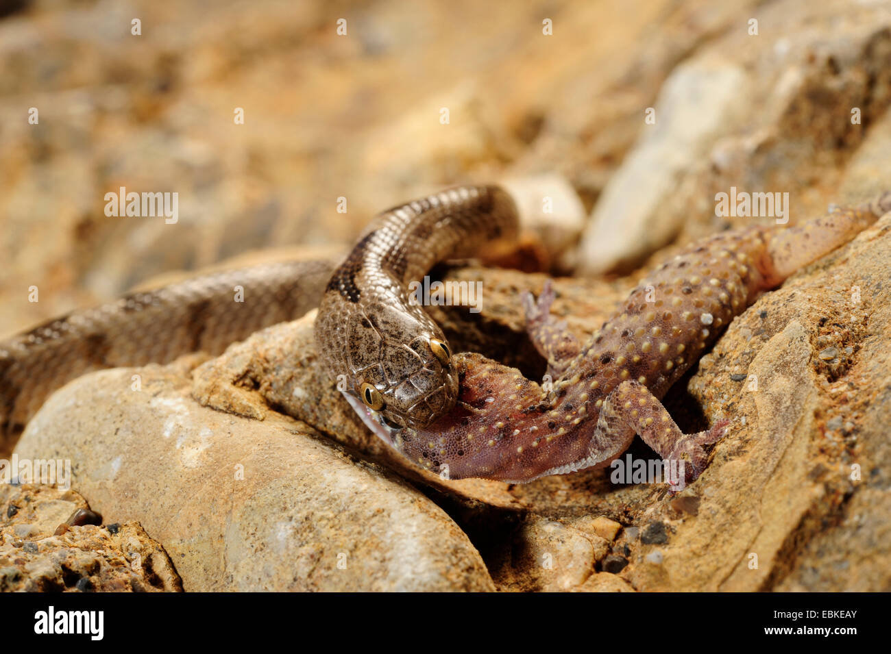 Katze-Snake, europäische Katze Schlange (Telescopus Goldhahnenfuß), Fütterung auf ein Gecko, Griechenland, Peloponnes, Messinien Stockfoto