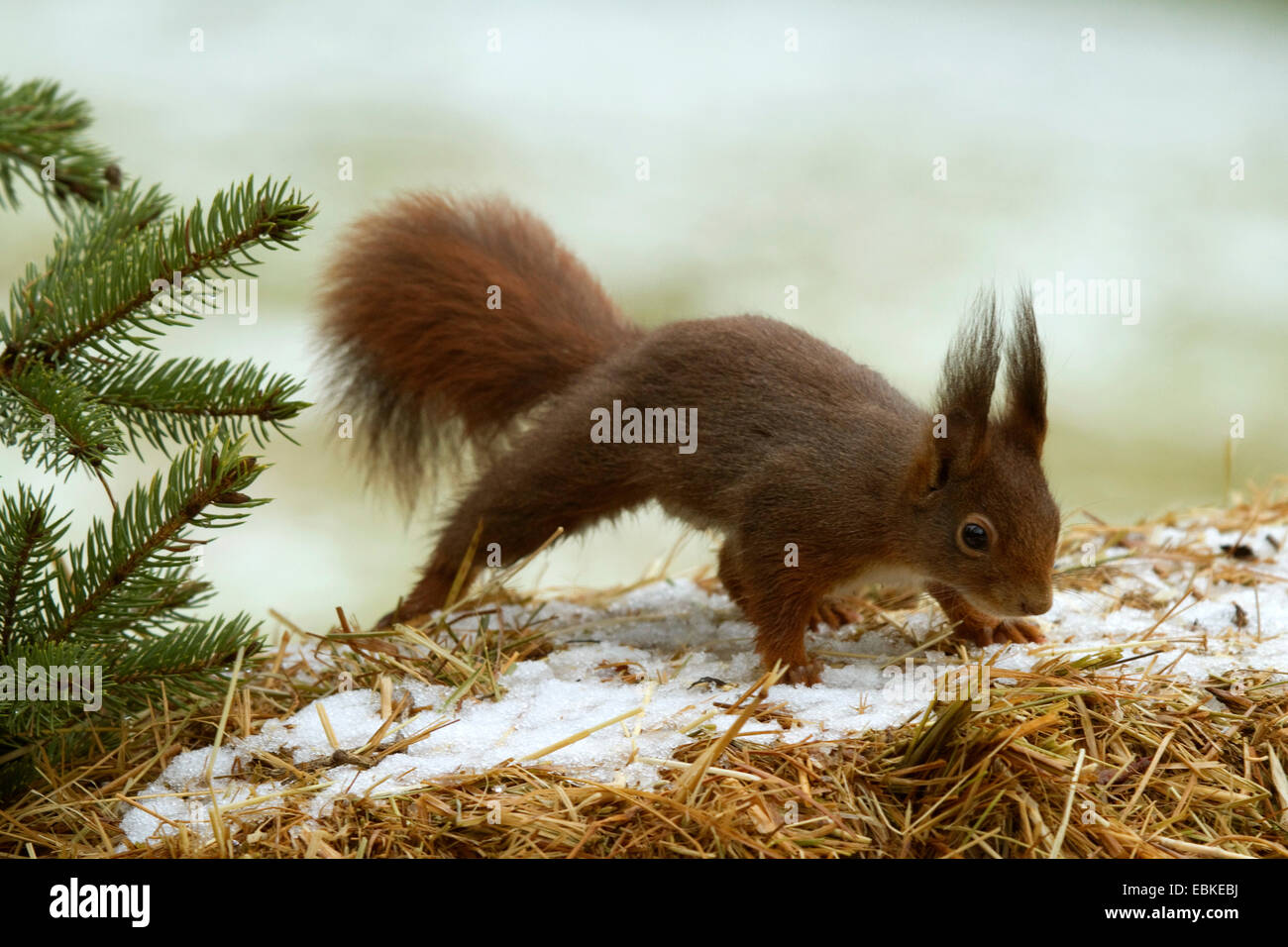 Europäische Eichhörnchen, eurasische rote Eichhörnchen (Sciurus Vulgaris), suchen Nahrung im Winter, Deutschland Stockfoto