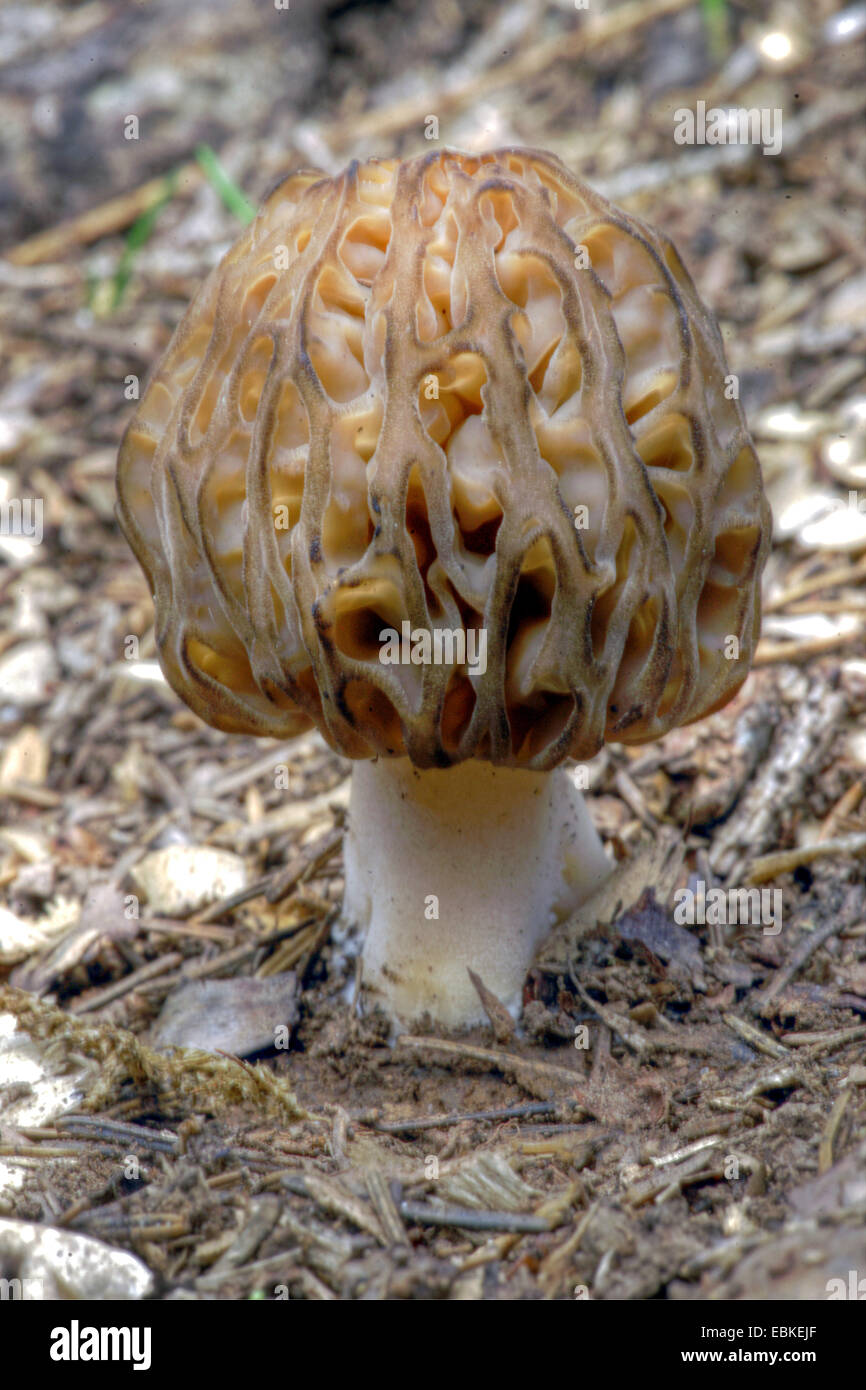 morcheln-morchella-esculenta-wald-boden-