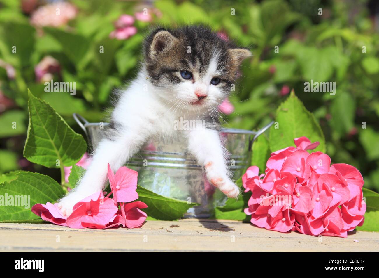 Hauskatze, Hauskatze (Felis Silvestris F. Catus) Kätzchen sitzen auf einem Gartentisch in einem kleinen Metall-Wanne, umgeben von rosa Blüten, Schweiz Stockfoto