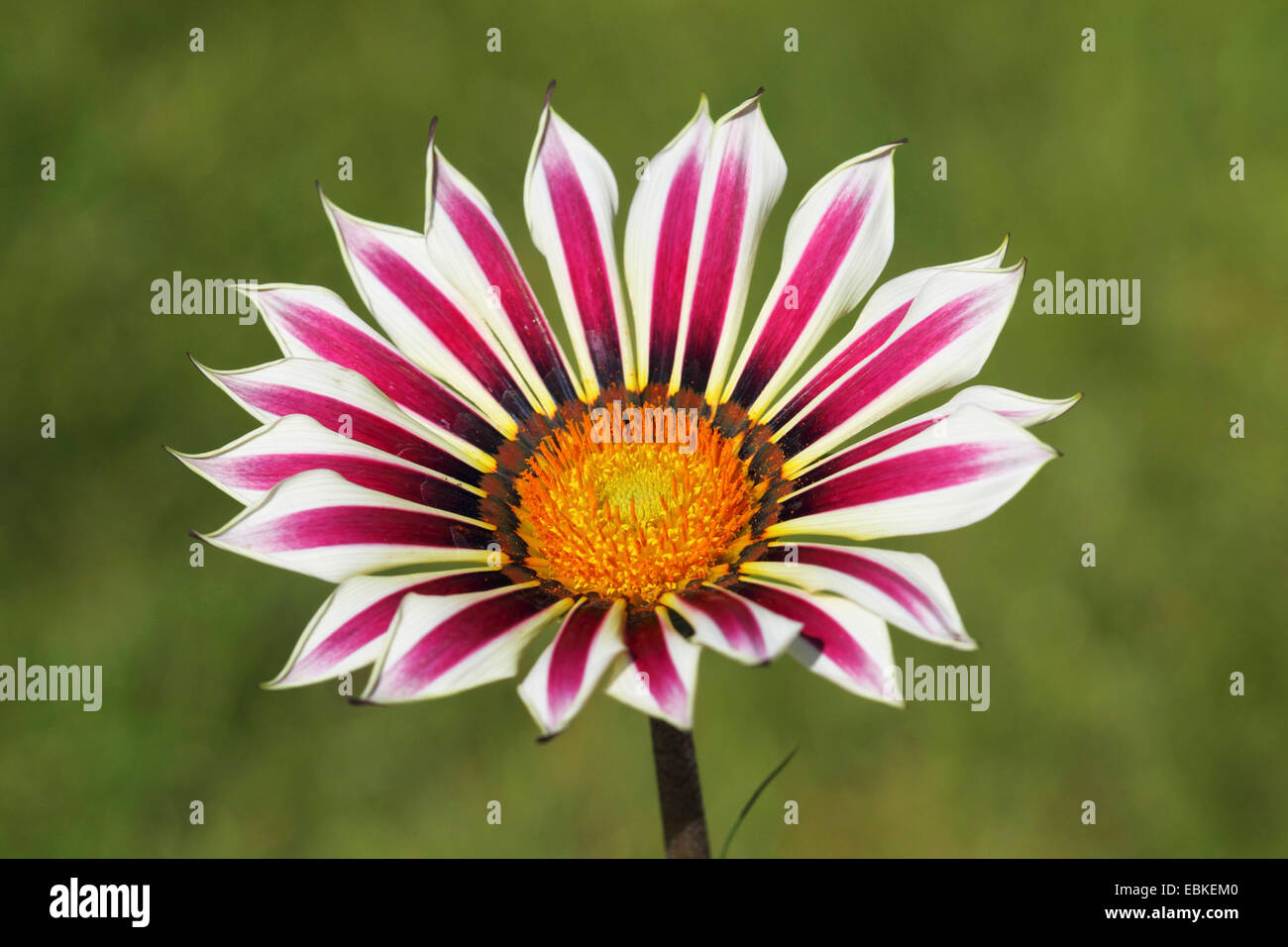 Schatz-Blume (Gazanien spec.), Blütenstand Stockfoto