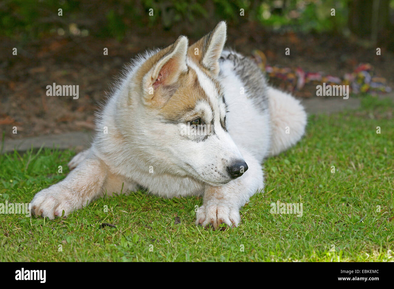 Siberian Husky (Canis Lupus F. Familiaris), Welpe, liegend auf einer Wiese Stockfoto