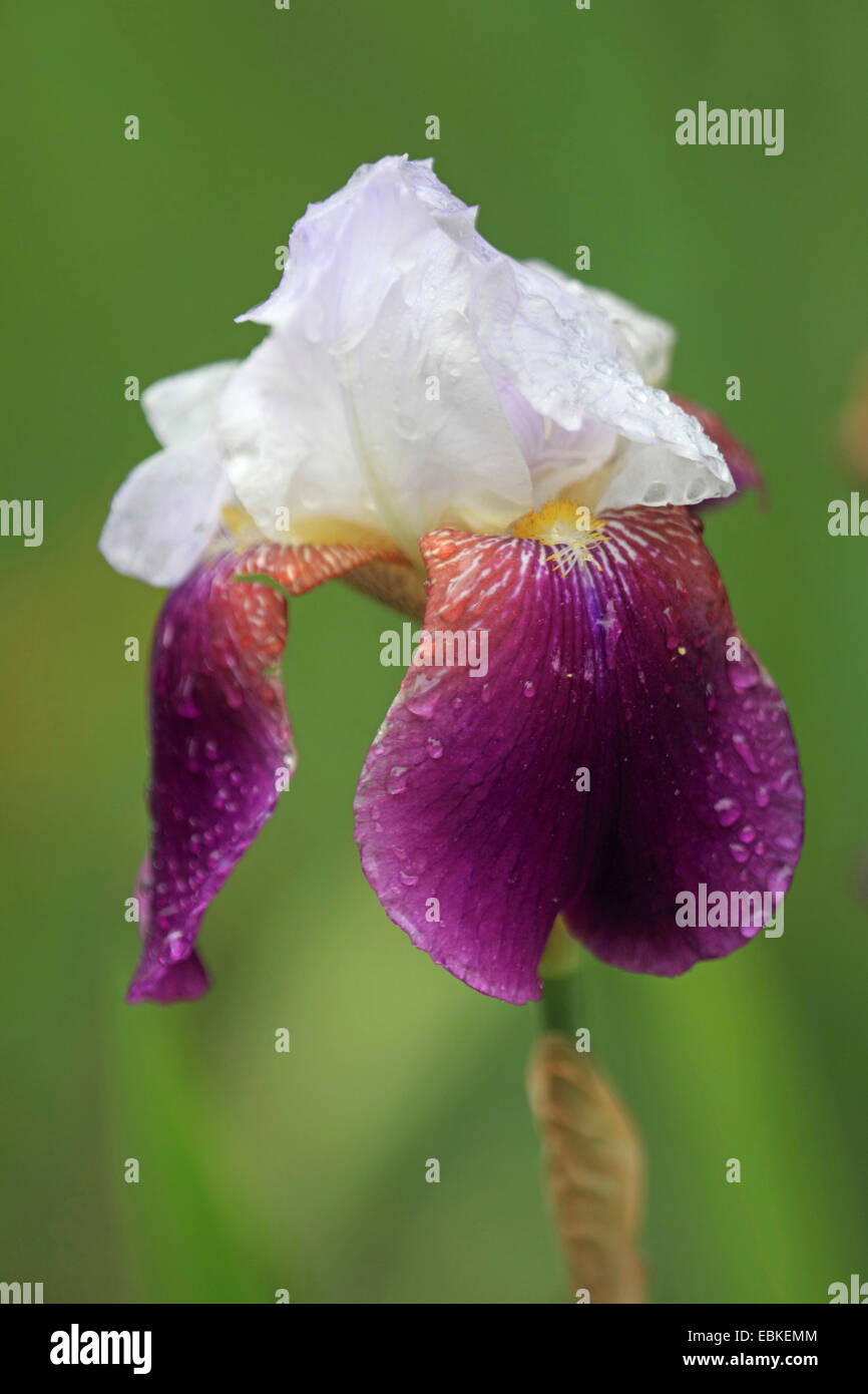 Bartiris (Iris Barbata), Blume Stockfoto