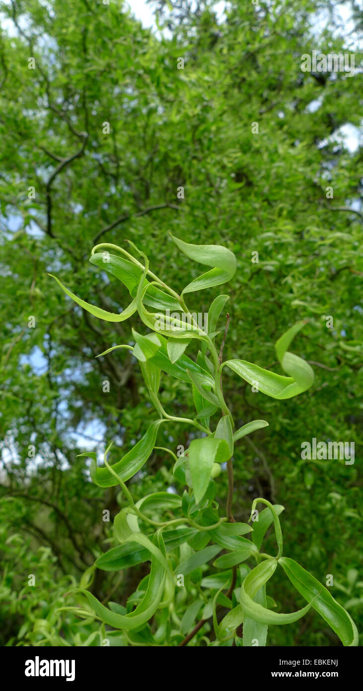 Korkenzieher-Weide (Salix Matsudana 'Tortuosa', Salix Matsudana Tortuosa), Zweigstelle Stockfoto