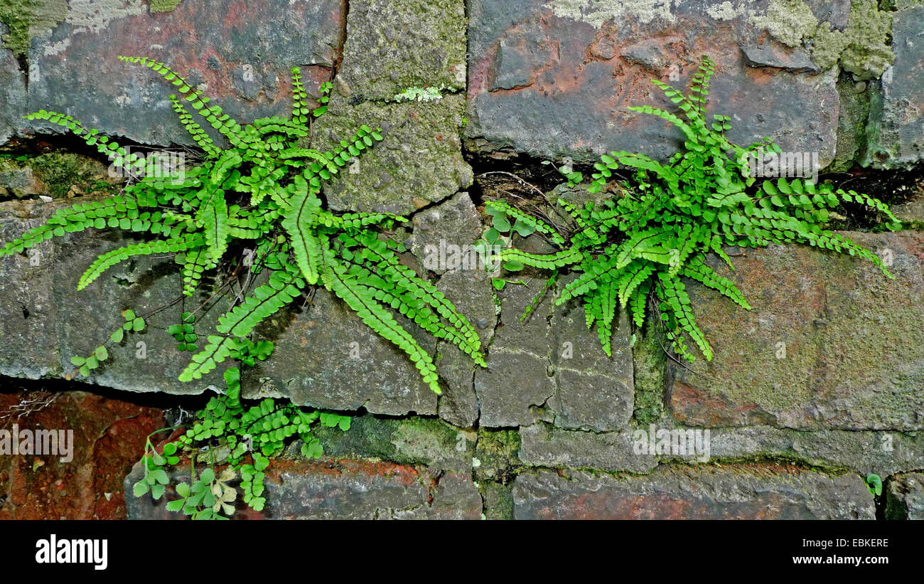 Tausend Spleenwort, gemeinsame tausend (Asplenium Trichomanes) wächst auf einer alten Mauer, Deutschland, Nordrhein-Westfalen Stockfoto