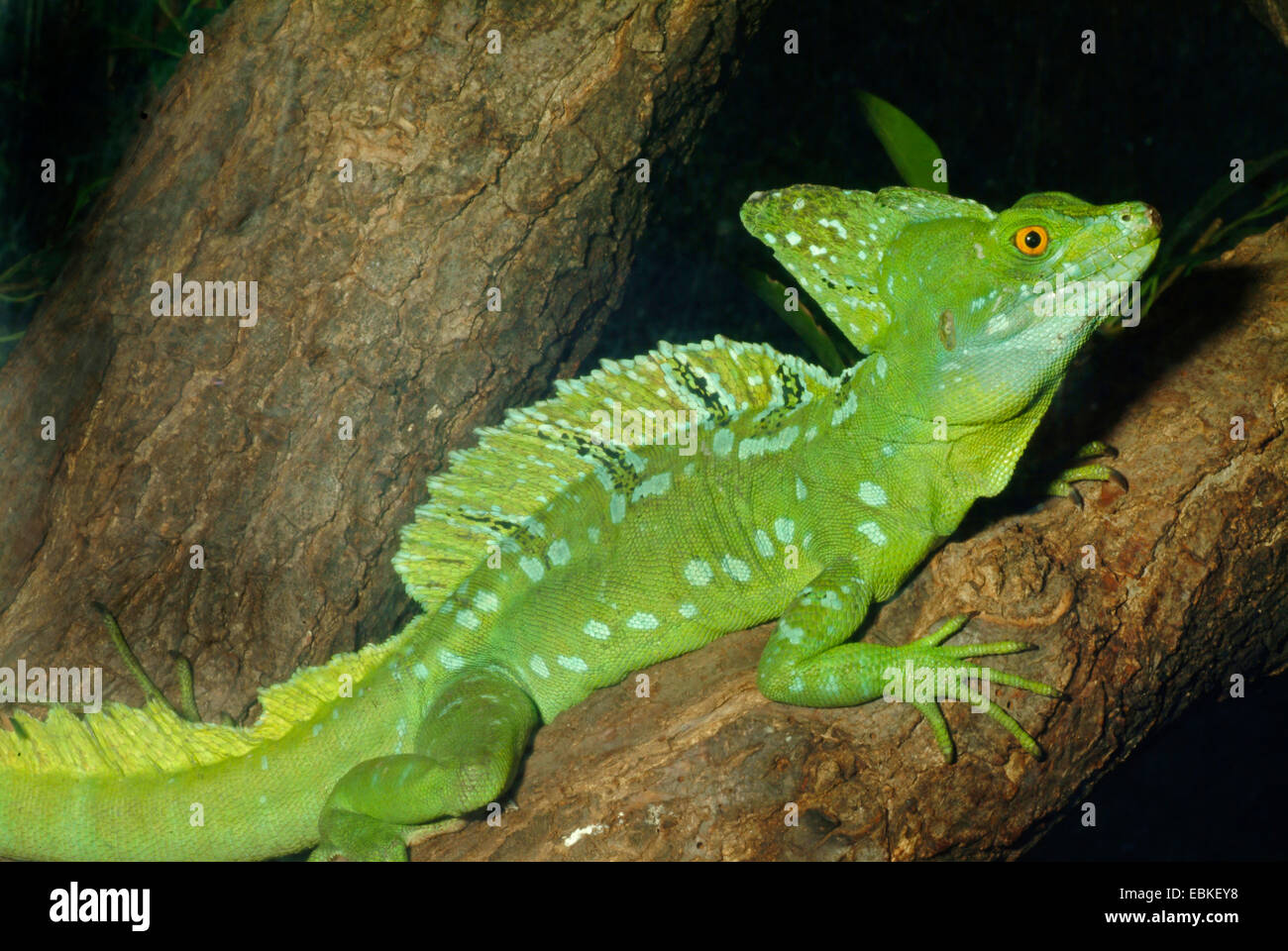 grüne Basilisk, gefiederte Basilisk, Doppel-crested Basilisken (Plumifrons Basiliskos), sitzen auf einem Baumstamm Stockfoto