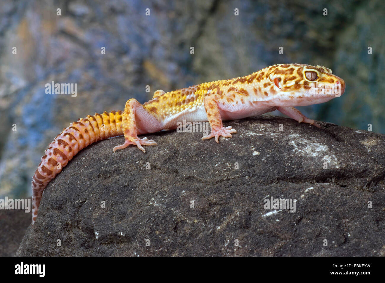 Leopardgecko (Eublepharis Macularius), auf einem Stein Stockfoto