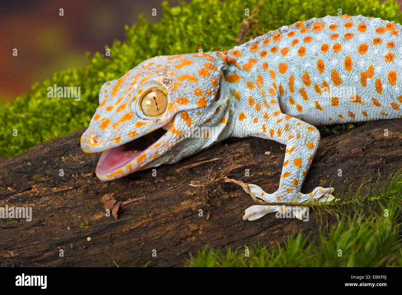 Tokay Gecko, Tokee (Gekko Gecko, Gecko Gecko), Portrait mit offenem Mund Stockfoto