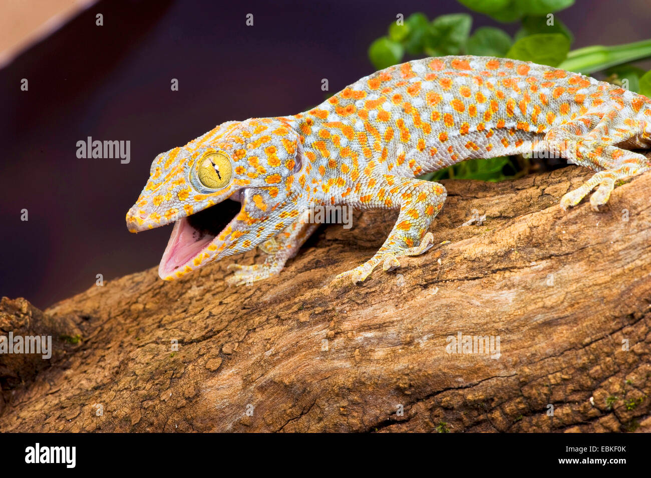 Tokay Gecko, Tokee (Gekko Gecko, Gecko Gecko), mit offenem Mund Stockfoto