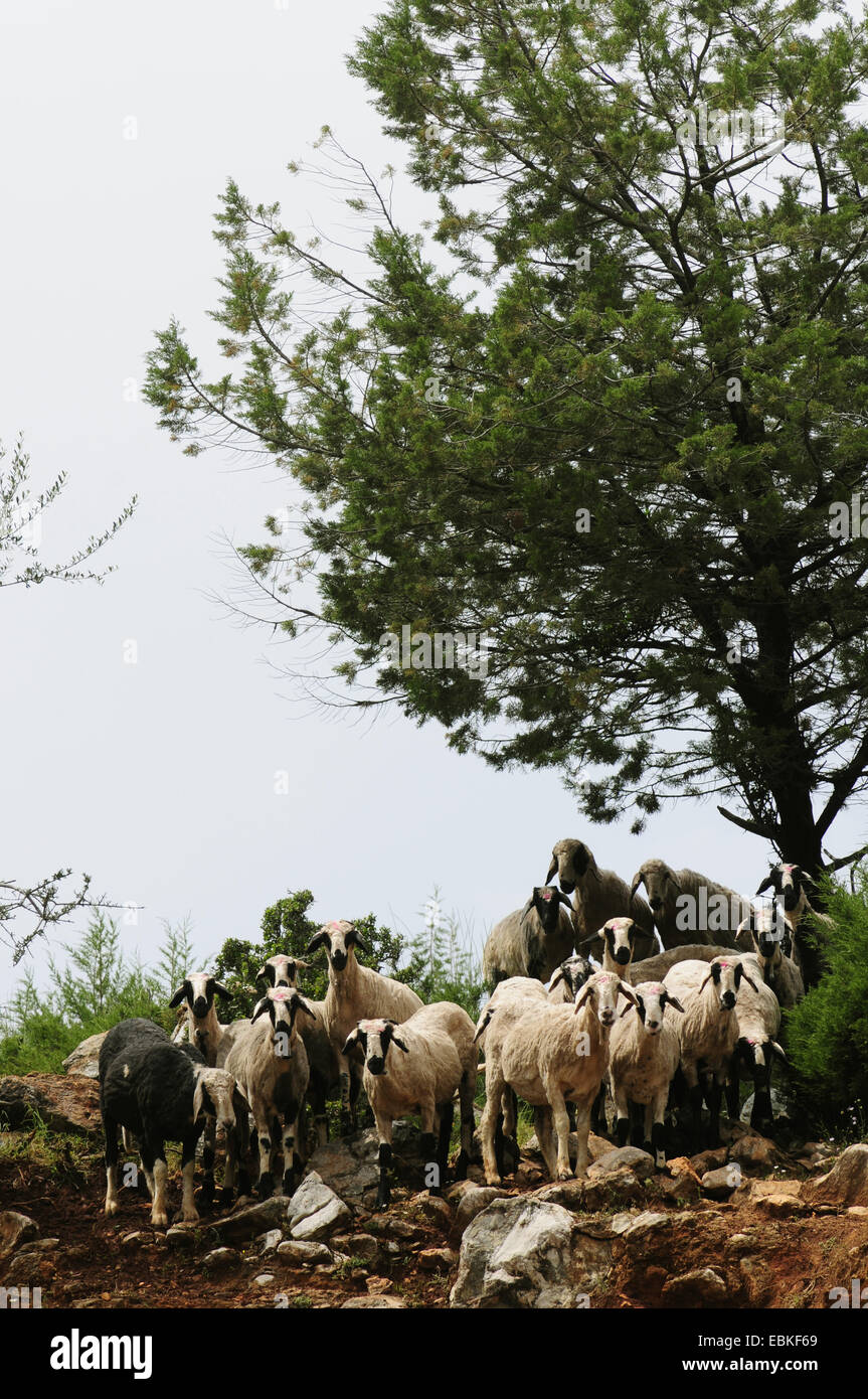 Ziege (Capra Aegagrus F. Hircus) Herde auf dem Olymp, Griechenland, Mazedonien Stockfoto