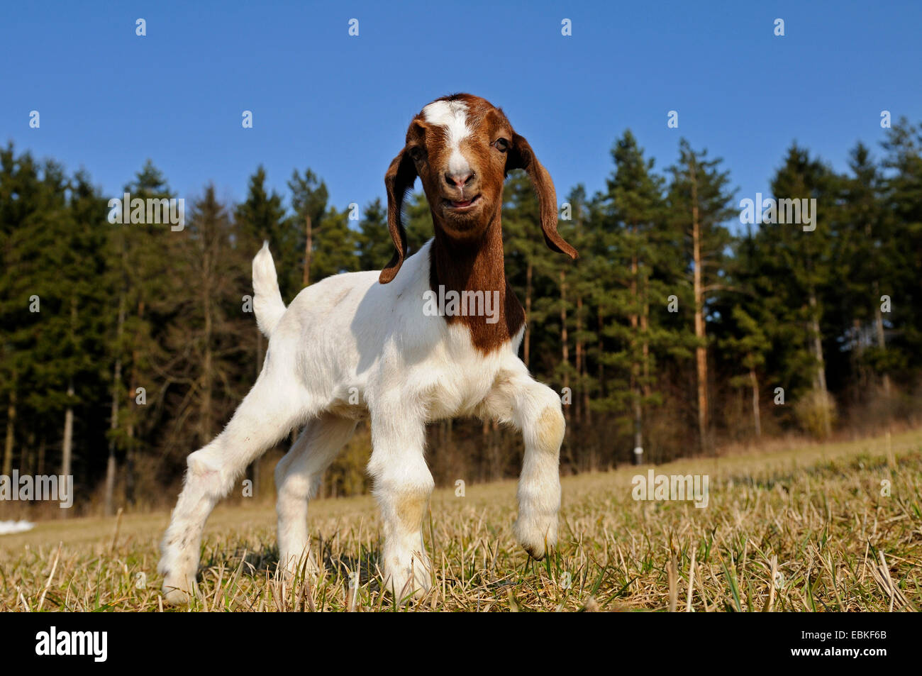 Hausziege (Capra Hircus, Capra Aegagrus F. Hircus), Ziege Kind stehen auf der Weide, Deutschland Stockfoto