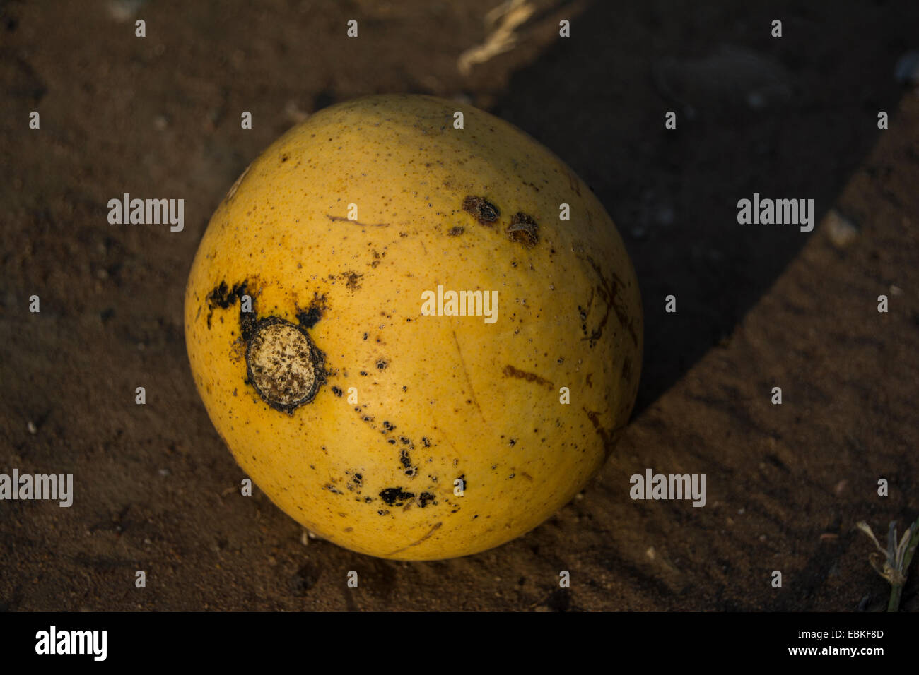 Ein schwarzer Affe orange (Strychnos madagascariensis) Obst auf dem Boden liegend Stockfoto