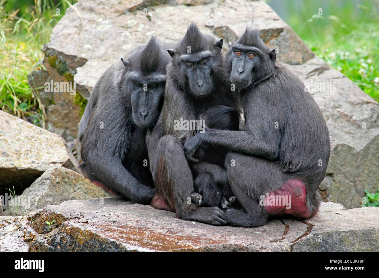 Celebes Ape, Celebes schwarze Affen (Macaca Nigra), Gruppe Stockfoto