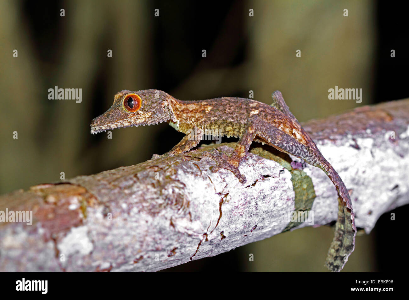 Leaftail Gecko, Blatt-tailed Gecko (Uroplatus vgl. Henkelii), auf einem Ast, Madagaskar, Antsiranana, Ankarana Nationalpark Stockfoto