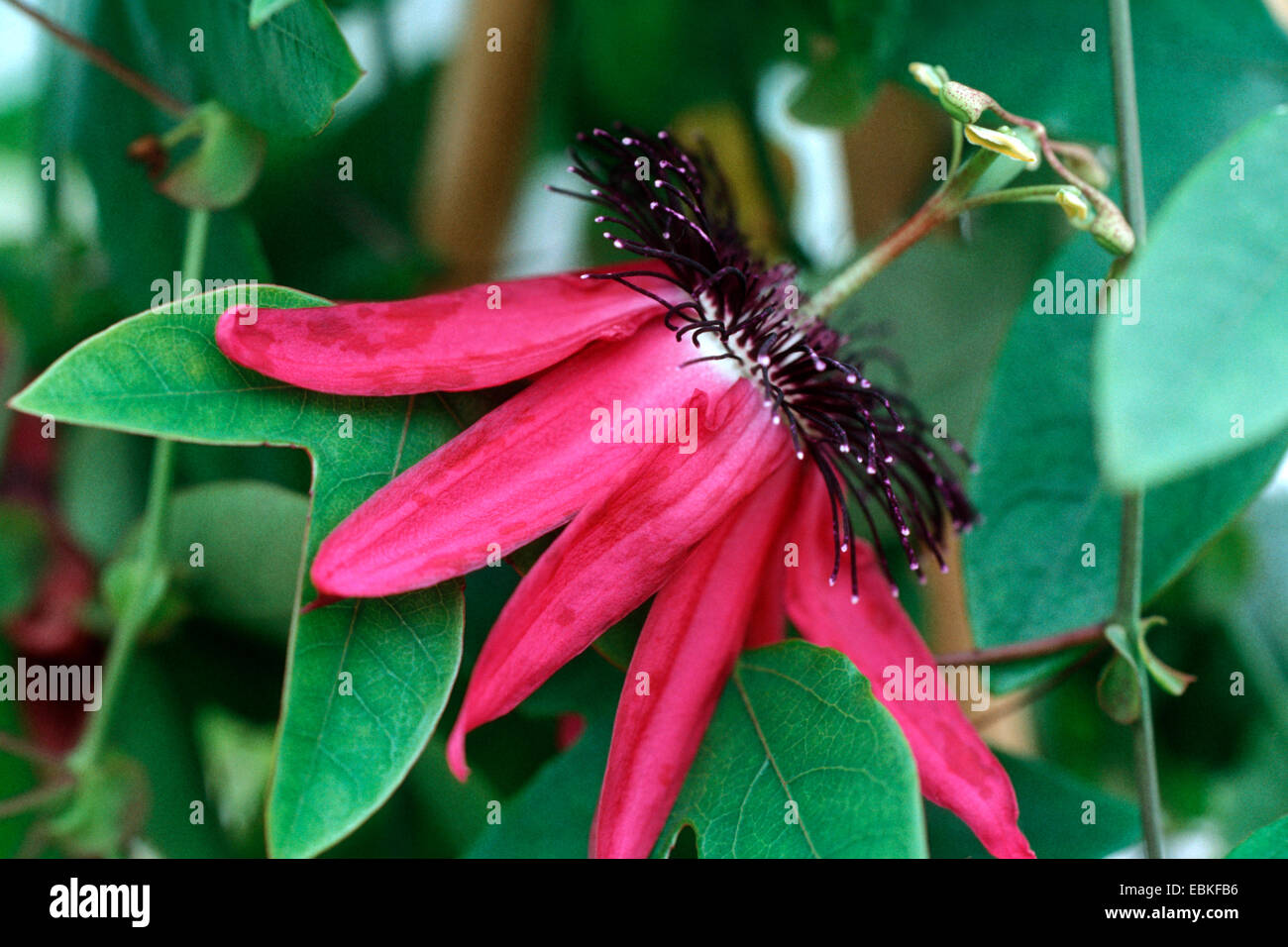Passionsblume (Passiflora "Pura Vida", Passiflora Pura Vida), Sorte Pura Vida Stockfoto