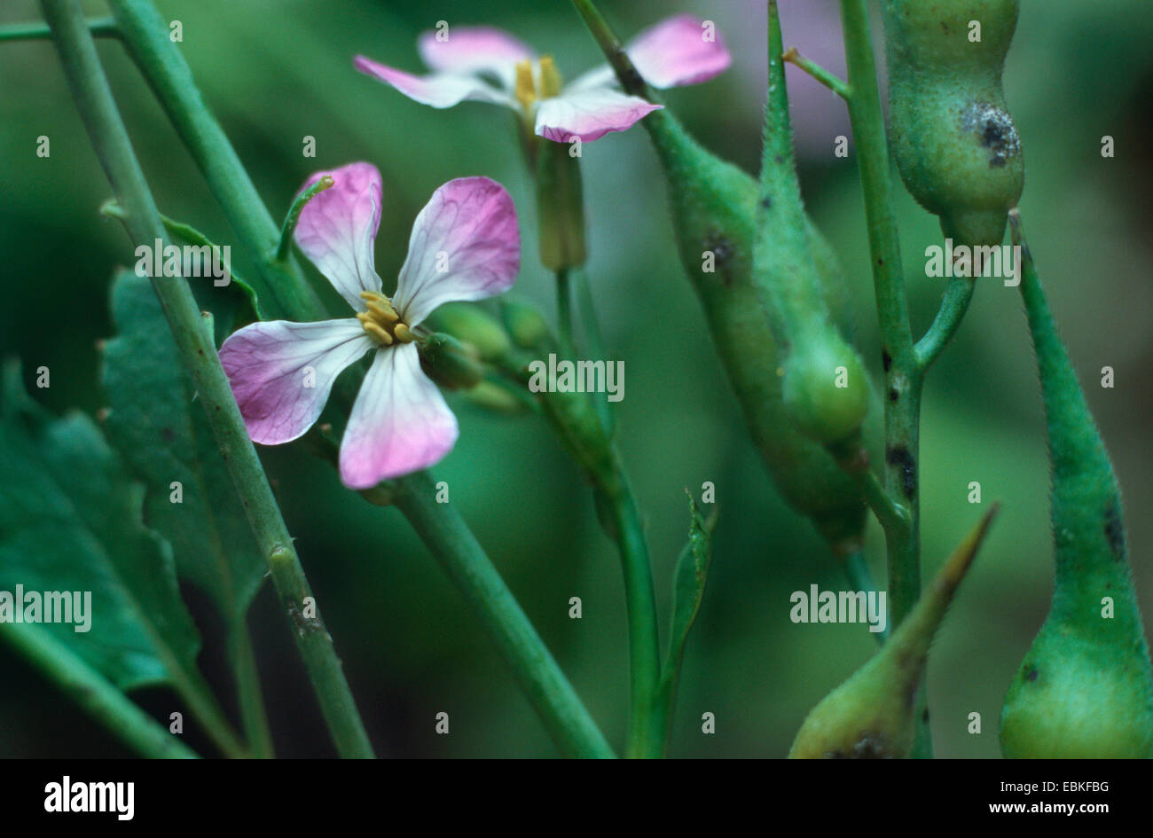 Radieschen, Chinesisch (Raphanus Sativus var. Oleiformis), blühen Stockfoto