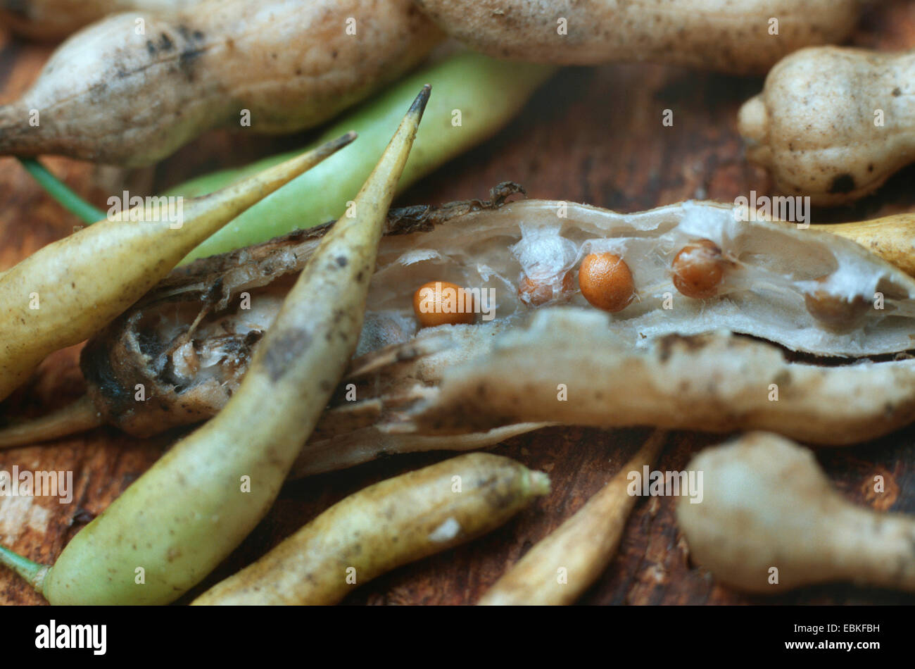 Radieschen, Chinesisch (Raphanus Sativus var. Oleiformis), Früchte und Samen Stockfoto