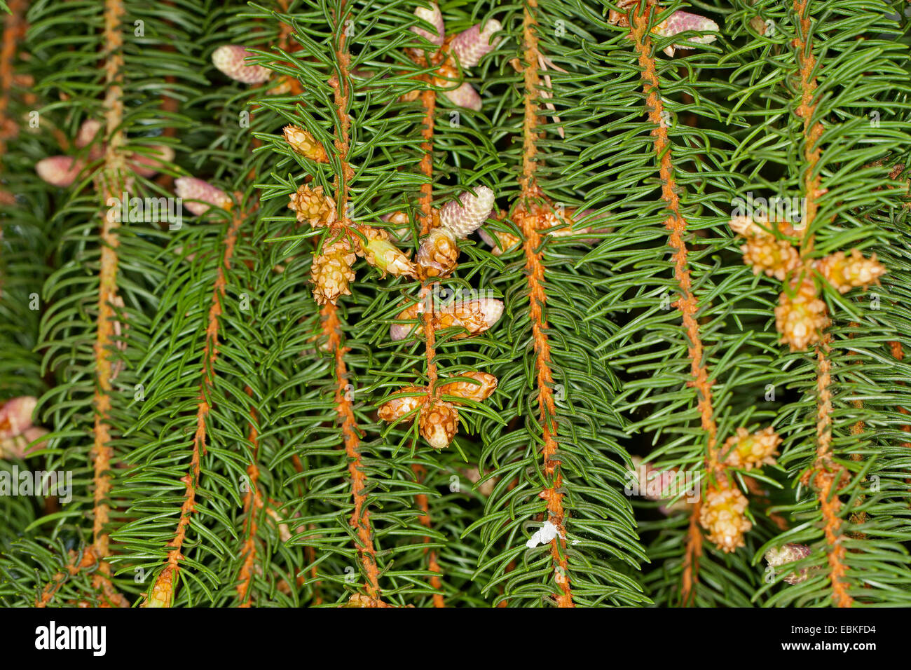 Norwegen Fichte (Picea Abies), Zweig mit männlichen Blüten, Deutschland Stockfoto