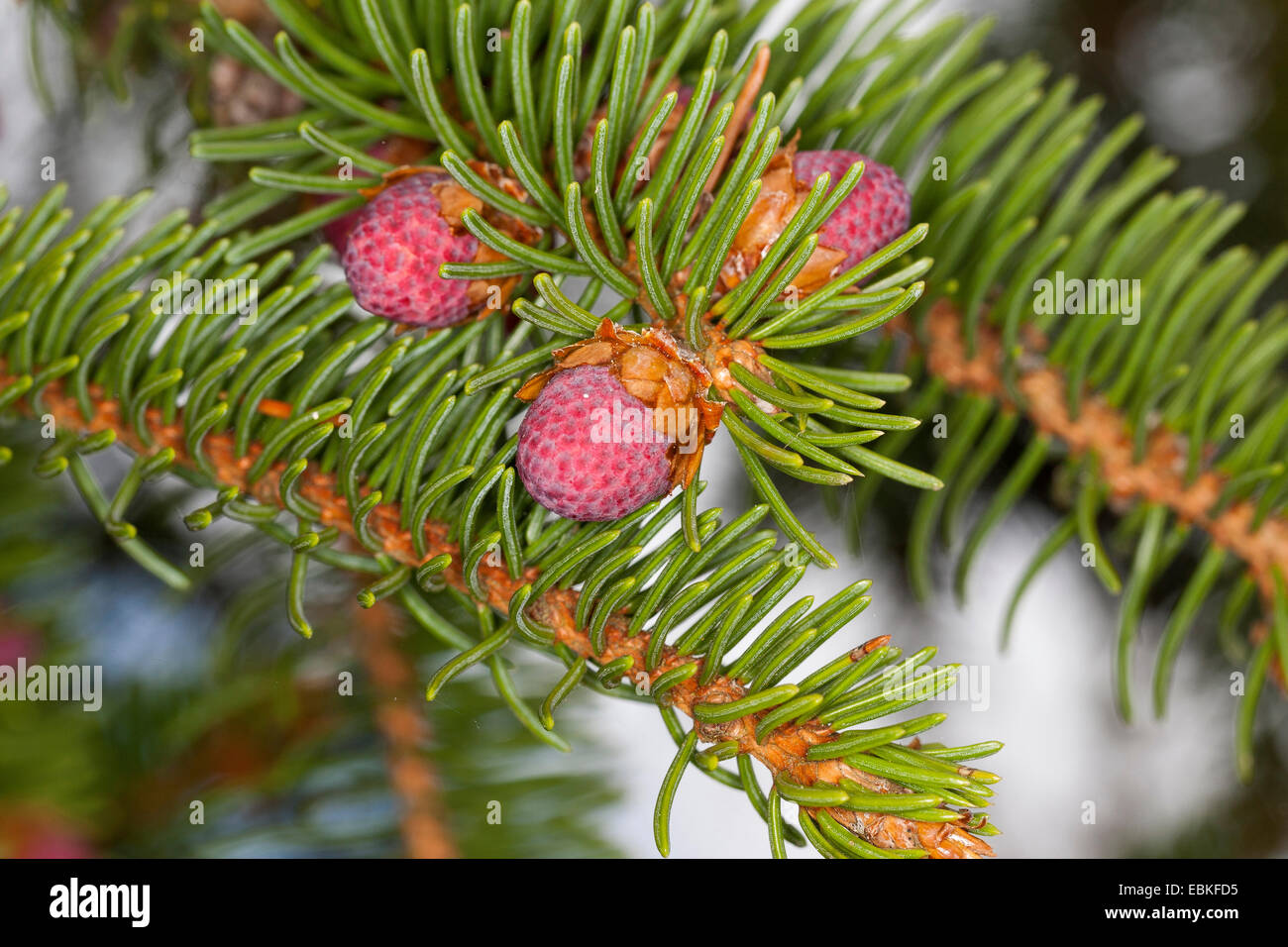Norwegen Fichte (Picea Abies), Zweig mit jungen Zapfen, Deutschland Stockfoto