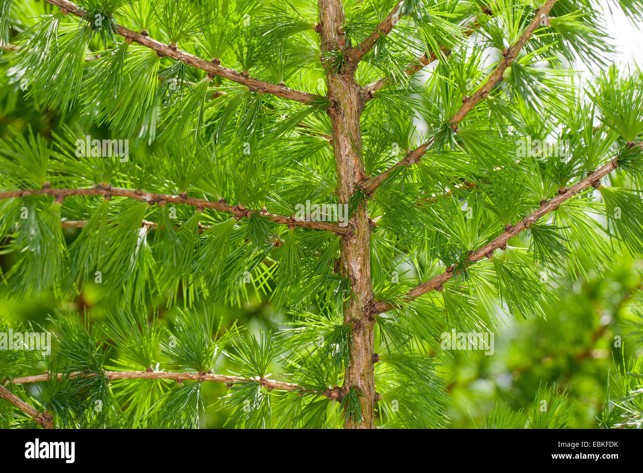 gemeinsamen Lärche, Lärche (Larix Decidua, Larix Europaea), jungen Triebe im Frühjahr, Deutschland Stockfoto