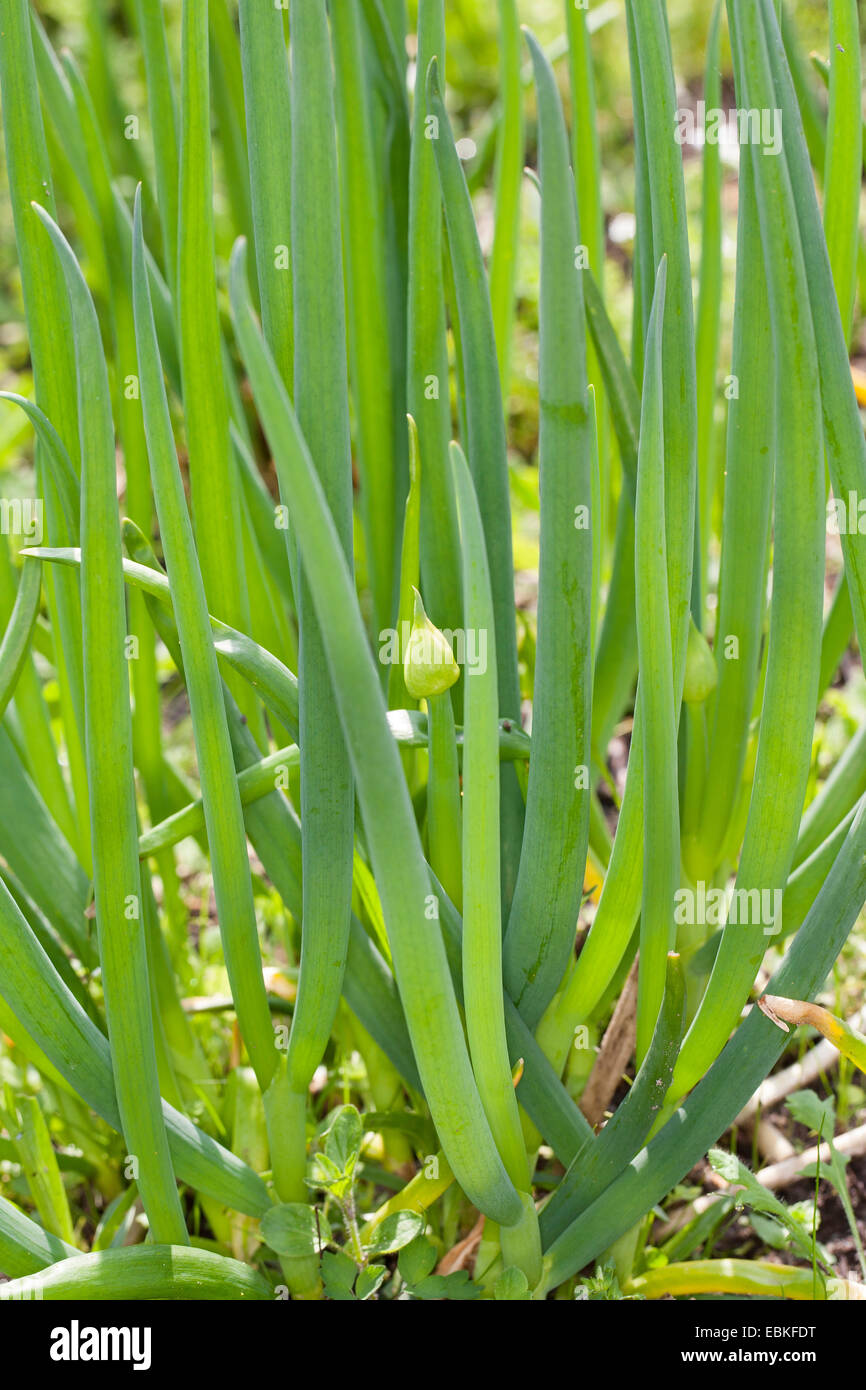 Zwiebel, Birne Zwiebel, gemeinsamen Garten Zwiebel (Allium Cepa), Pflanzen in einem Garten Stockfoto