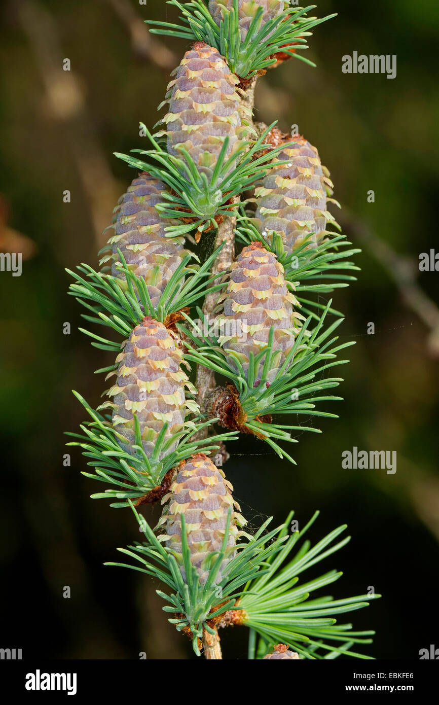 gemeinsamen Lärche, Lärche (Larix Decidua, Larix Europaea), junge Nadeln und junge Kegel, Deutschland Stockfoto