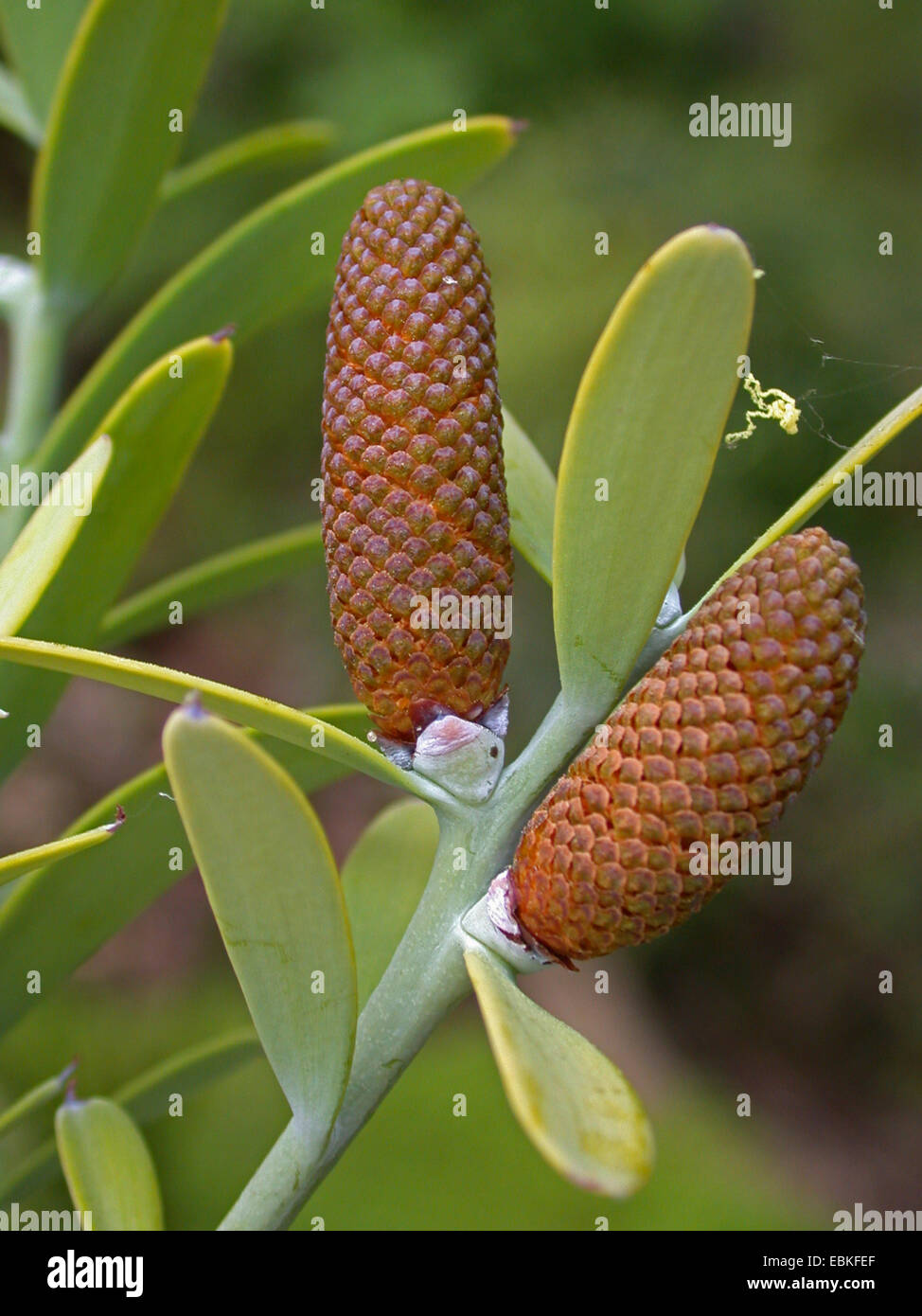 Kauri-Kiefer (Agathis Australis), männliche Blütenstände auf einem Ast Stockfoto
