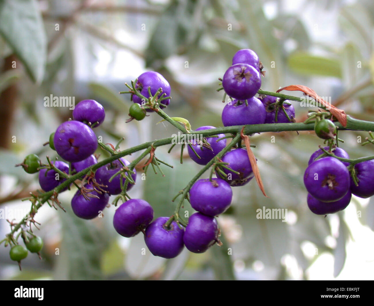 Tasman Flachs-Lilie, Tasmanian Flachs-Lilie (Dianella Tasmanica), Fruchtstand Stockfoto