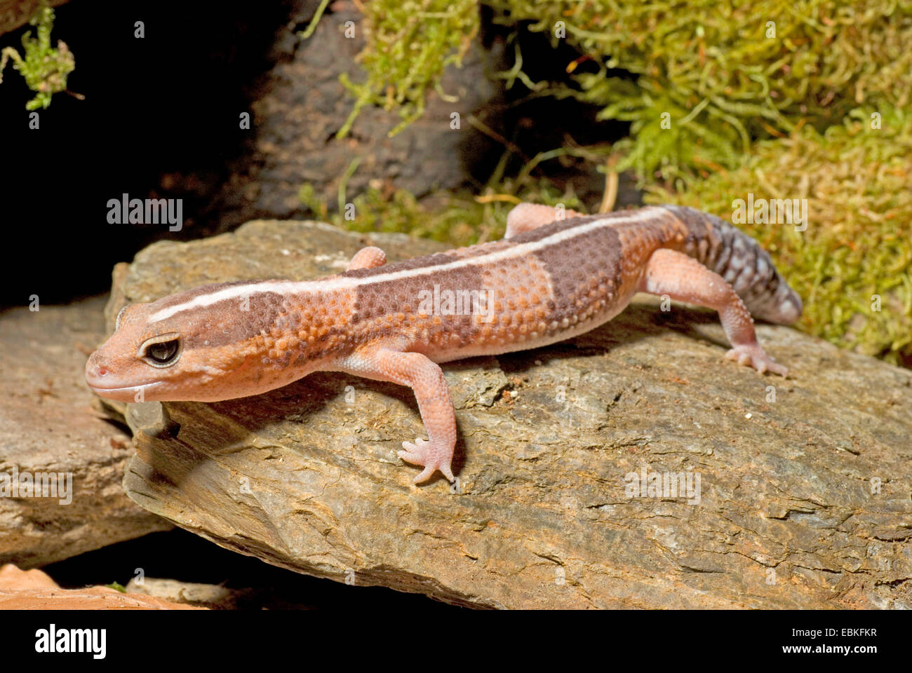fat-tailed-gecko-fotos-und-bildmaterial-in-hoher-aufl-sung-alamy
